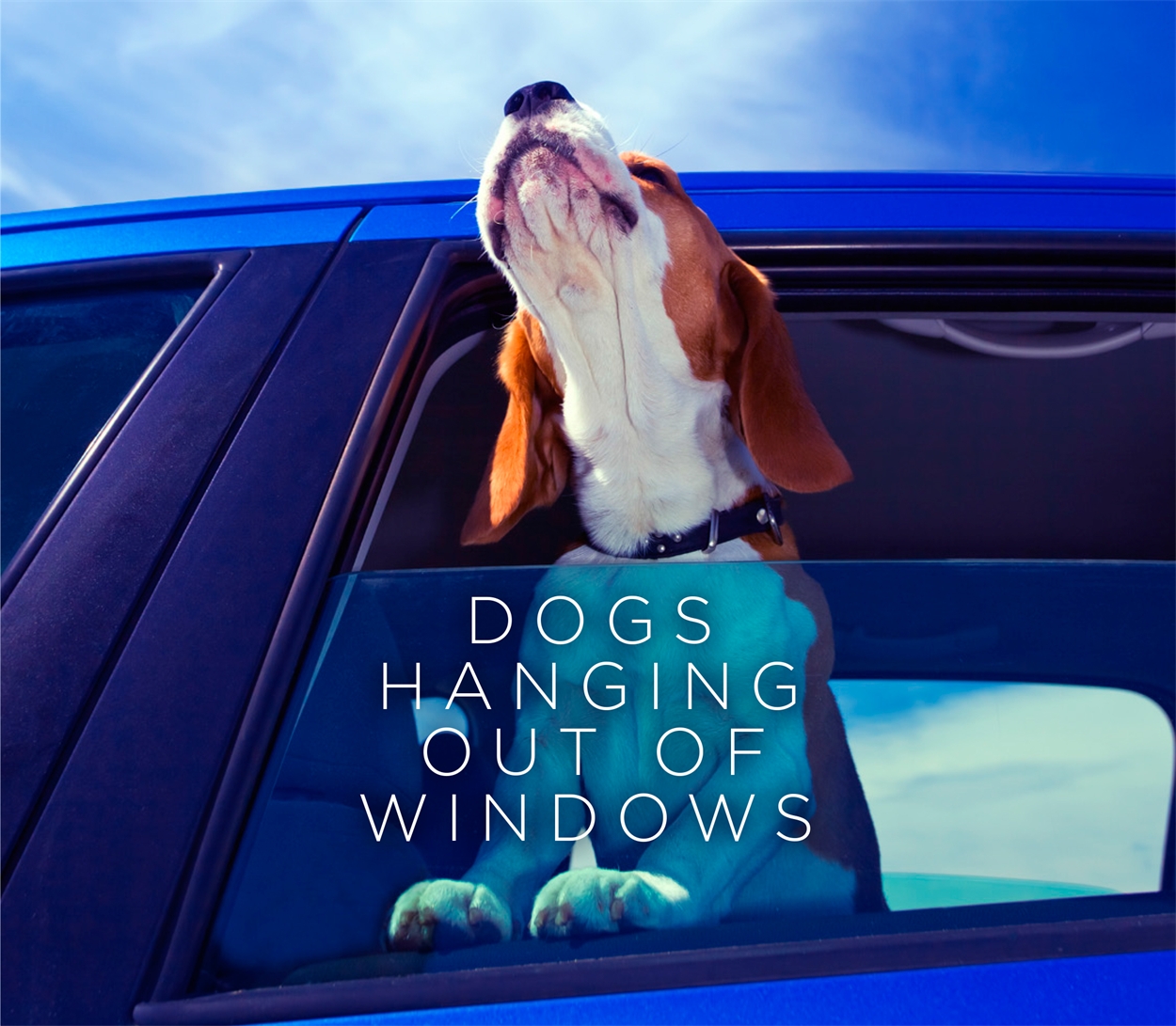 can dogs see out of windows